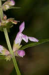 Heartleaf hedgenettle